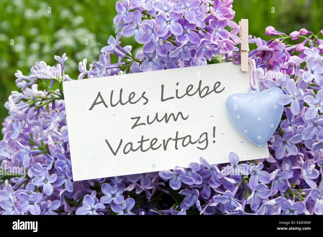 german Father`s day card with lilac Stock Photo Alamy